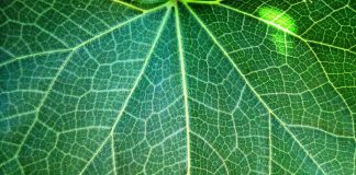 L'insuffisance veineuse se résume à une mauvaise circulation du sang.