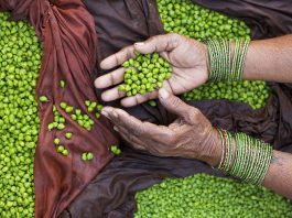 Le pois est une source de vitamine D.