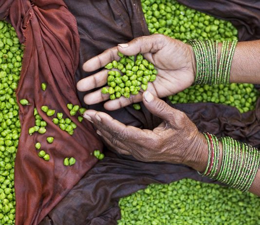 Le pois est une source de vitamine D.