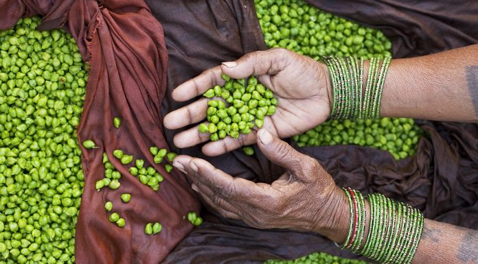 La vitamine D : tout savoir en 5 points clés Le pois est une source de vitamine D.