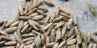 Les céréales sont nécessaires pour réguler sa dyslipidémie.