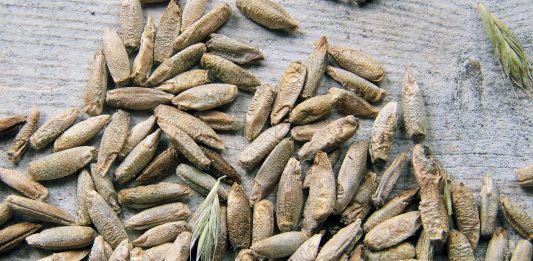 Les céréales sont nécessaires pour réguler sa dyslipidémie.