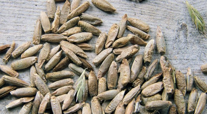 Les céréales sont nécessaires pour réguler sa dyslipidémie.